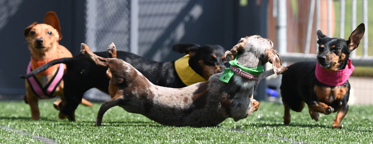 Wienerfest